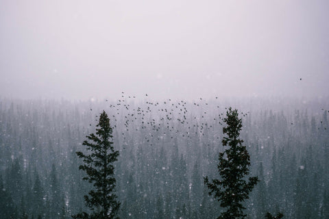 IN-BETWEEN 16x20 LIMITED PRINT