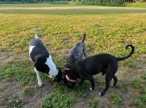 Adjustable BioThane dog collar. Medium.