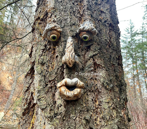 A whimsical style tree face, garden sculpture ornament attached to a tree. It gives the look like the tree has a face. It has bark like color and slightly textured. It is 12.5 x 9.5 inches installed on a tree. It has glass eyes inserted.