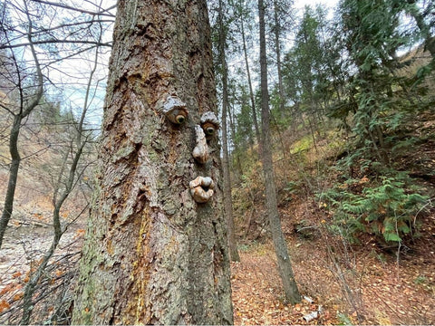 A whimsical style tree face, garden sculpture ornament attached to a tree. It gives the look like the tree has a face. It has bark like color and slightly textured. It is 12.5 x 9.5 inches installed on a tree. It has glass eyes inserted.