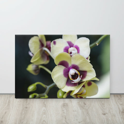 Pale Yellow Deep Secret Orchid | Canvas Print | Botanical Wall Art | 36"x24"