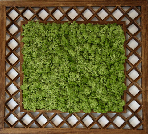 Sedum Angelina