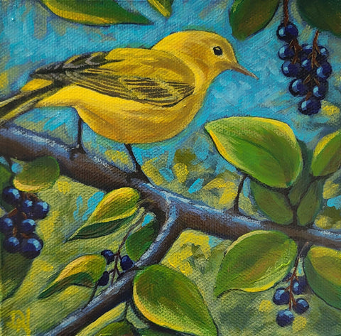 Yellow Warbler