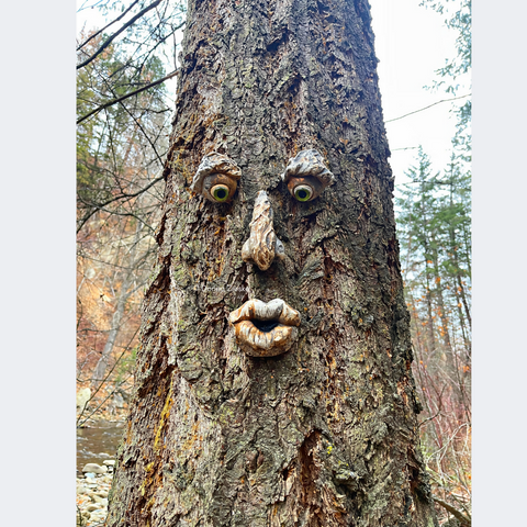 A whimsical style tree face, garden sculpture ornament attached to a tree. It gives the look like the tree has a face. It has bark like color and slightly textured. It is 12.5 x 9.5 inches installed on a tree. It has glass eyes inserted.