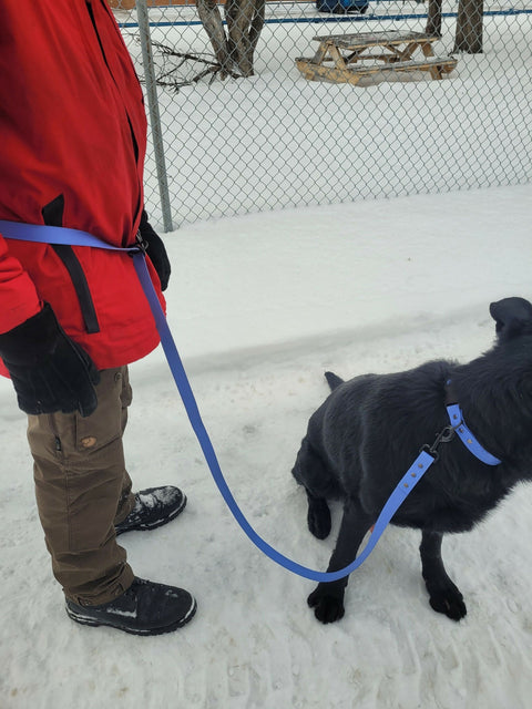 Hands-free dog leash
