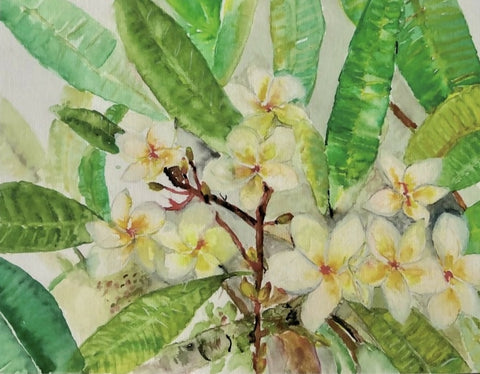 Frangipani Flowers - The Blooming Crown of Bali