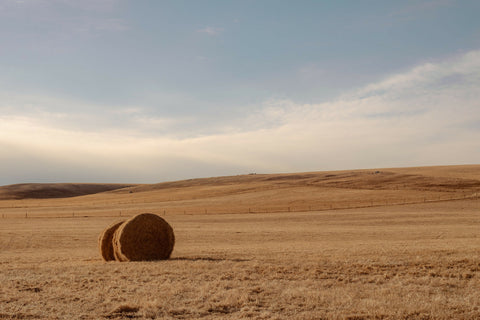 FIELD OF DREAMS 16X20 LIMITED PRINT