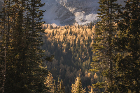 LARCH LIGHT 16X20 LIMITED PRINT