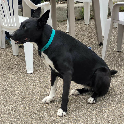 Adjustable BioThane dog collar. Medium.