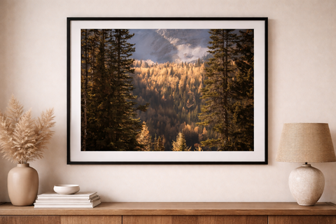 LARCH LIGHT 16X20 LIMITED PRINT