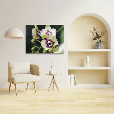 Pale Yellow Deep Secret Orchid | Canvas Print | Botanical Wall Art | 36"x24"
