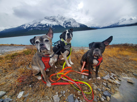 Standard BioThane dog leash