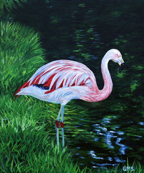 Flamingo and Water