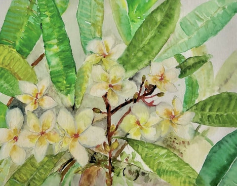 Frangipani Flowers - The Blooming Crown of Bali