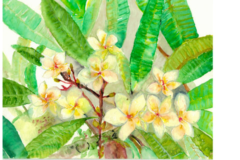 Frangipani Flowers - The Blooming Crown of Bali