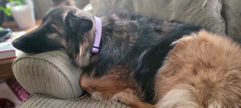 Adjustable BioThane dog collar. Medium.