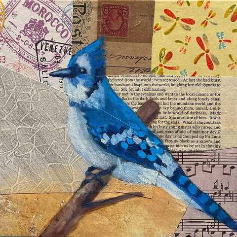 LancetteBurton-Blue jay 1